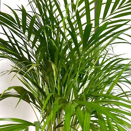 L'antre Du Loup Stavelot