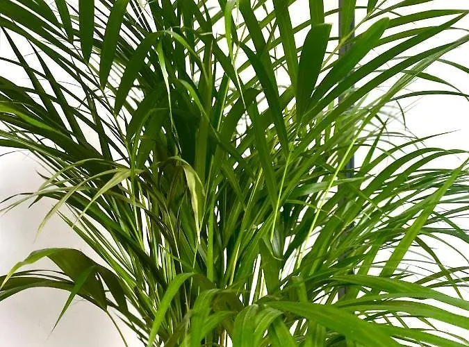 L'antre Du Loup Stavelot